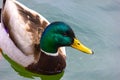 Wild Mallard Duck swimming in the lake Royalty Free Stock Photo